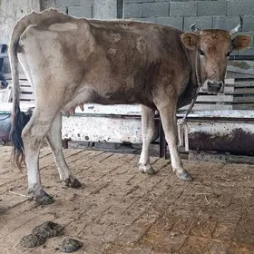 şwes tohum göleli sygyr