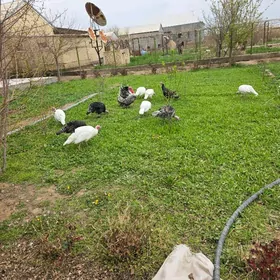 Kürk bolup duran induklar