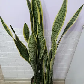 САНСИВЕРИЯ ГОЛД