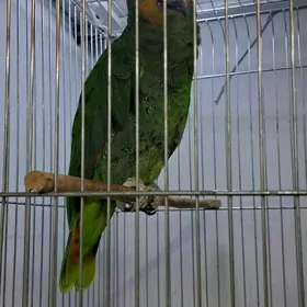 АМАЗОН КАКАДУ