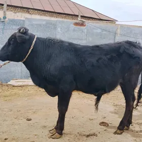 чёрный пиостыр окуз