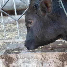 чёрный пиостыр okuz