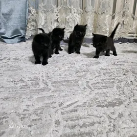 Pişik/ Pişijekler satlyk