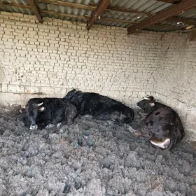 Bakylan okuzler sygyrlar