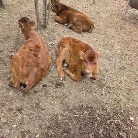 goleli sygyr we 2 sany gole