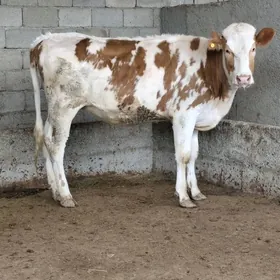 SÌMMENTAL TÛWE GOLŞDEÝIN TÛWE