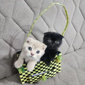 Шотландские вислоухие