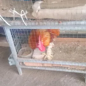 карлик хораз