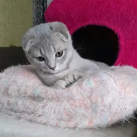 шотландская шиншилла