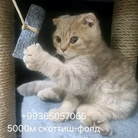 Şotlandskiye kotyata