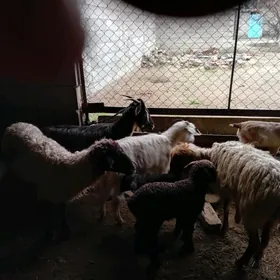 гузылы гоюн