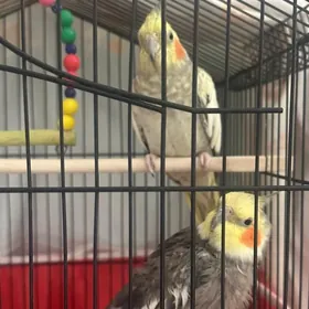 Popugay guş Korella