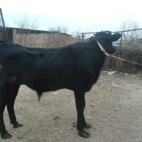 çorny pýostra öküz