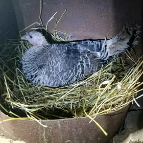 Kürk induk Kürk induk