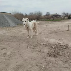 Turkmen itTurkmen it