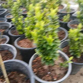 Бересклет мелкий