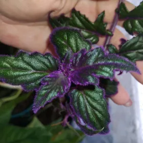 домашние цветы