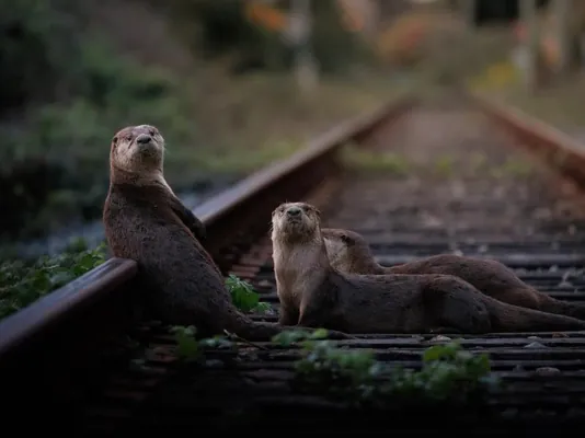 Kanadanyň tebigatynyň ajaýyp gözelligini görkezýän surat bäsleşigi geçirildi