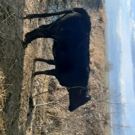 Ýaş tüwe туве tuwe