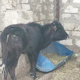 гачар ве окуз