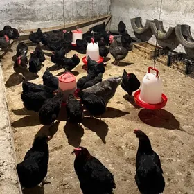 ataks jüýjelik ýumurtga