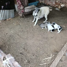 itler.Arvanaň linYasy.