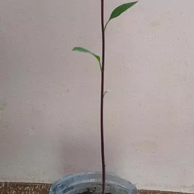 Avakado ağaçaвакадо дивер