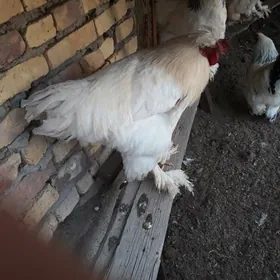 трех цветка хоразлар