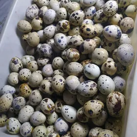 Перепелиные яйца