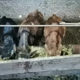 Окузче 1 гунажын 2