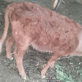 oy haýwanlar sygyrlary