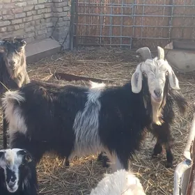 Гечилер .овлаклысы бар.