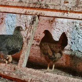 jüje4 aý bolup barýan