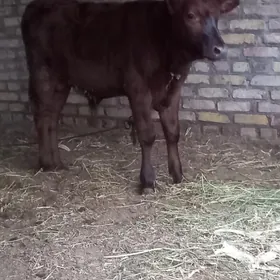 Orginal krasny stepnoy okuzce