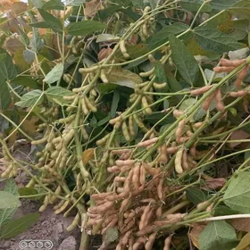 bäherdenda önümçilik