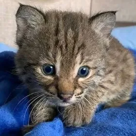 котенок Рысь