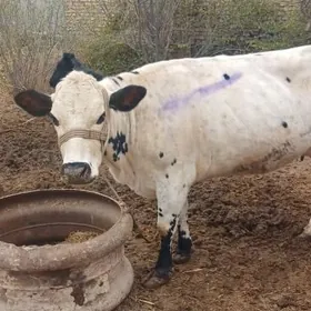 Сыгыр пародный