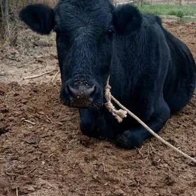 Пародный сыгыр