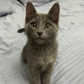 котенок русская голубая