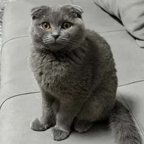 животное, кошка