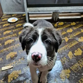 Отдадим щенка в добрые руки