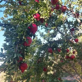 меллек ер аренда