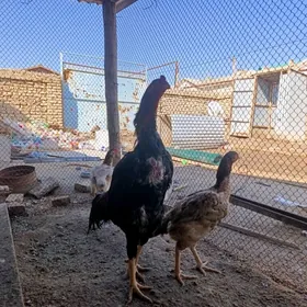 horaz Tashkent boytsowy