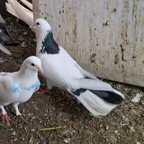 Kepderi (голуб)