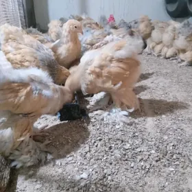 Juje Limon bramañ jujeleri