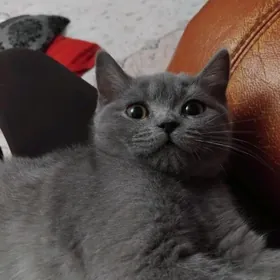 Шотландская порода