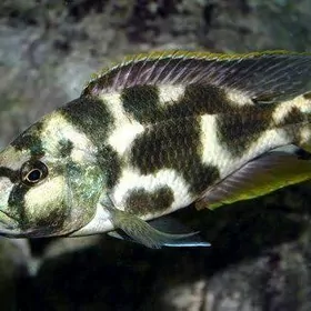 Леопард ливингстона