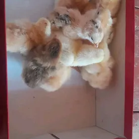 гигант товук жужеси