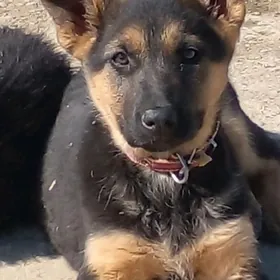 авчарка  немис