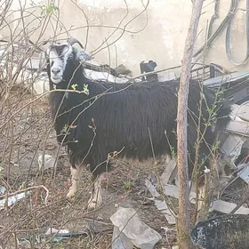 овлаклы гечи